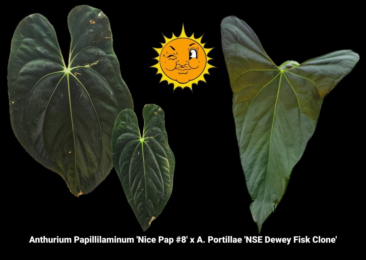 Anthurium Papillilaminum 'Nice Pap 8' x A. Portillae 'NSE Dewey Fisk Clone' - Nice Plants Good Pots