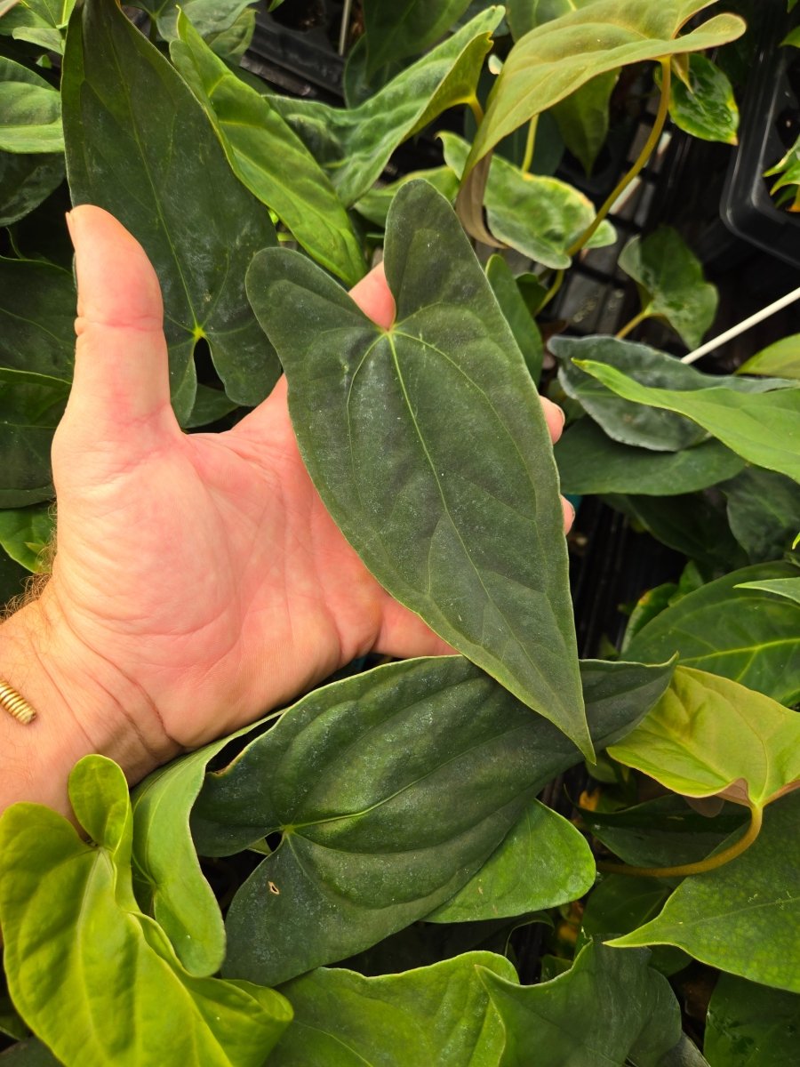 Anthurium Papillilaminum 'Nice Pap 8' x A. Portillae 'NSE Dewey Fisk Clone' (A21) - Nice Plants Good Pots
