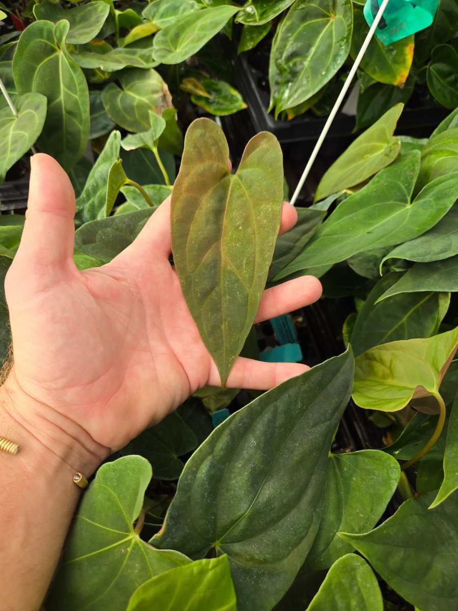 anthurium nse portillae Anthurium Papillilaminum 'Nice Pap #8' x Portillae 'NSE Dewey Fisk Clone'  (A21)
