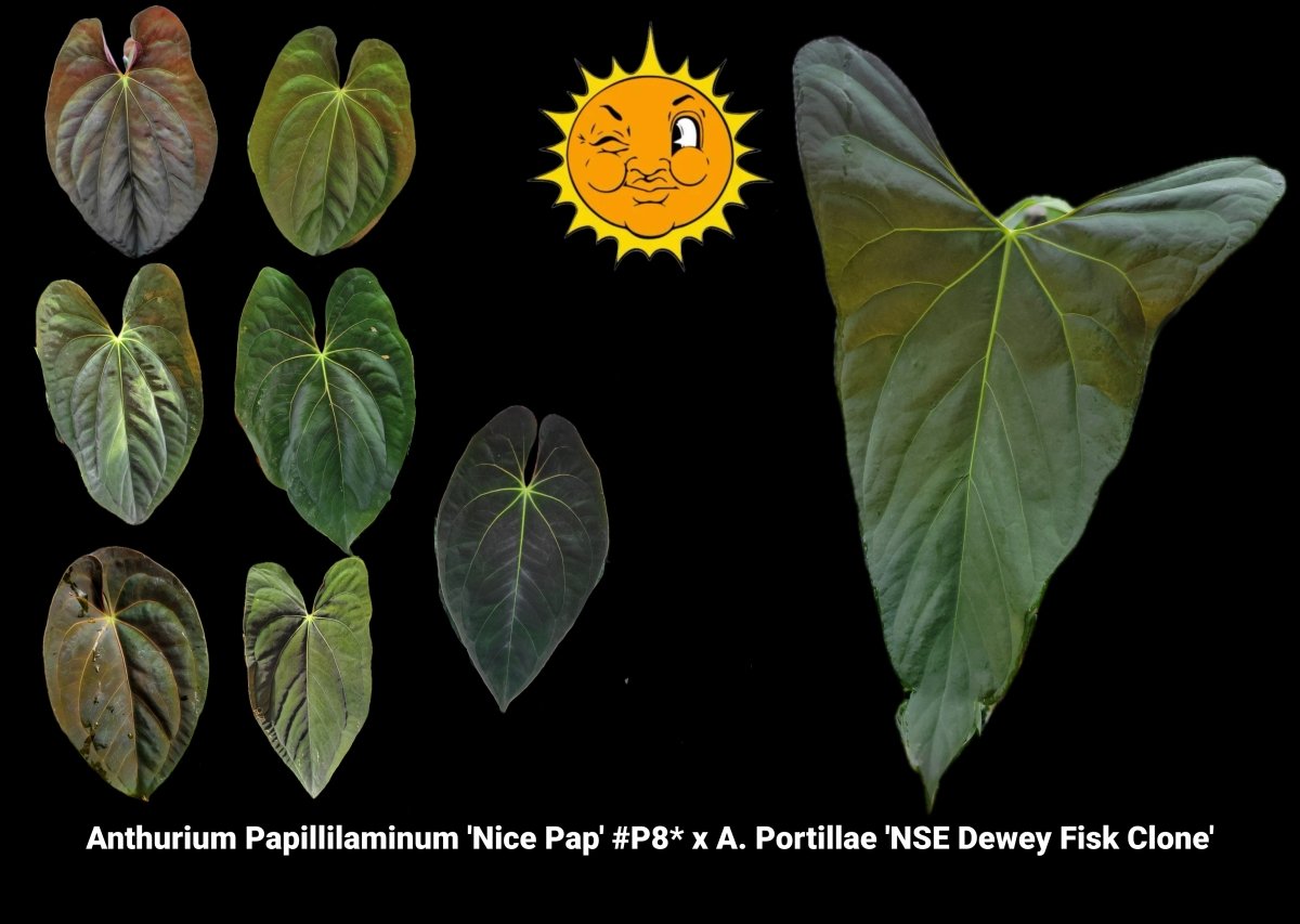 Anthurium Papillilaminum 'Nice Pap' P8 x A. Portillae 'NSE Dewey Fisk Clone' (A21) - Nice Plants Good Pots