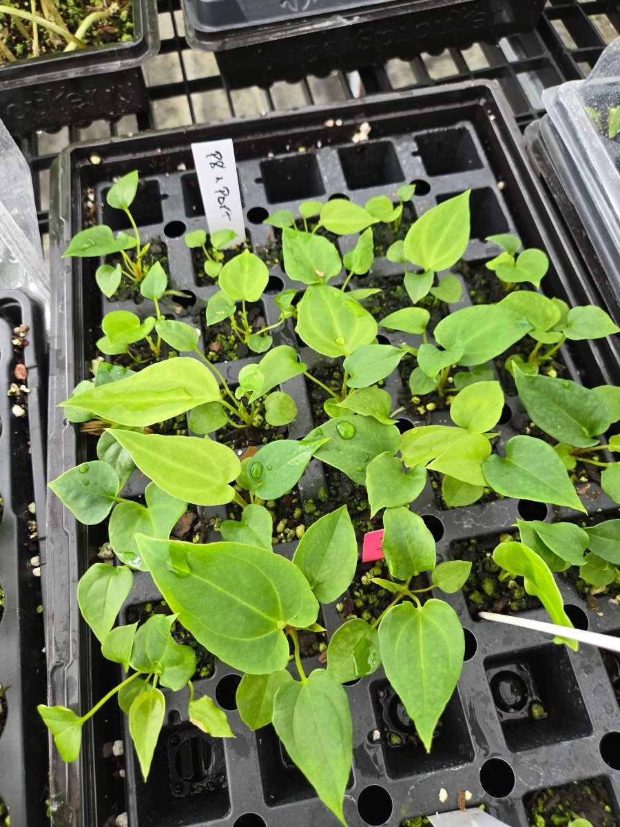 Anthurium Papillilaminum 'Nice Pap' P8 x A. Portillae 'NSE Dewey Fisk Clone' (A21) - Nice Plants Good Pots