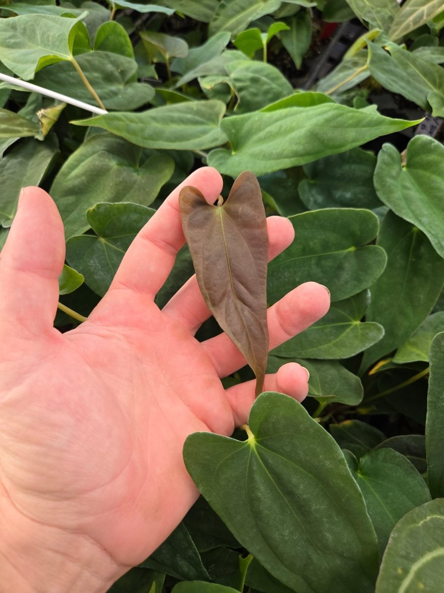 Anthurium Papillilaminum 'Nice Pap' P8 x A. Portillae 'NSE Dewey Fisk Clone' (A48) (small) - Nice Plants Good Pots