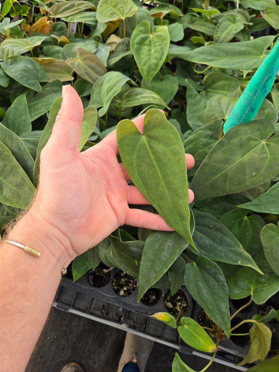 Anthurium Papillilaminum 'Nice Pap' #P8 x A. Portillae 'NSE Dewey Fisk Clone' (A48) (small) – seed-grown Anthurium hybrid see