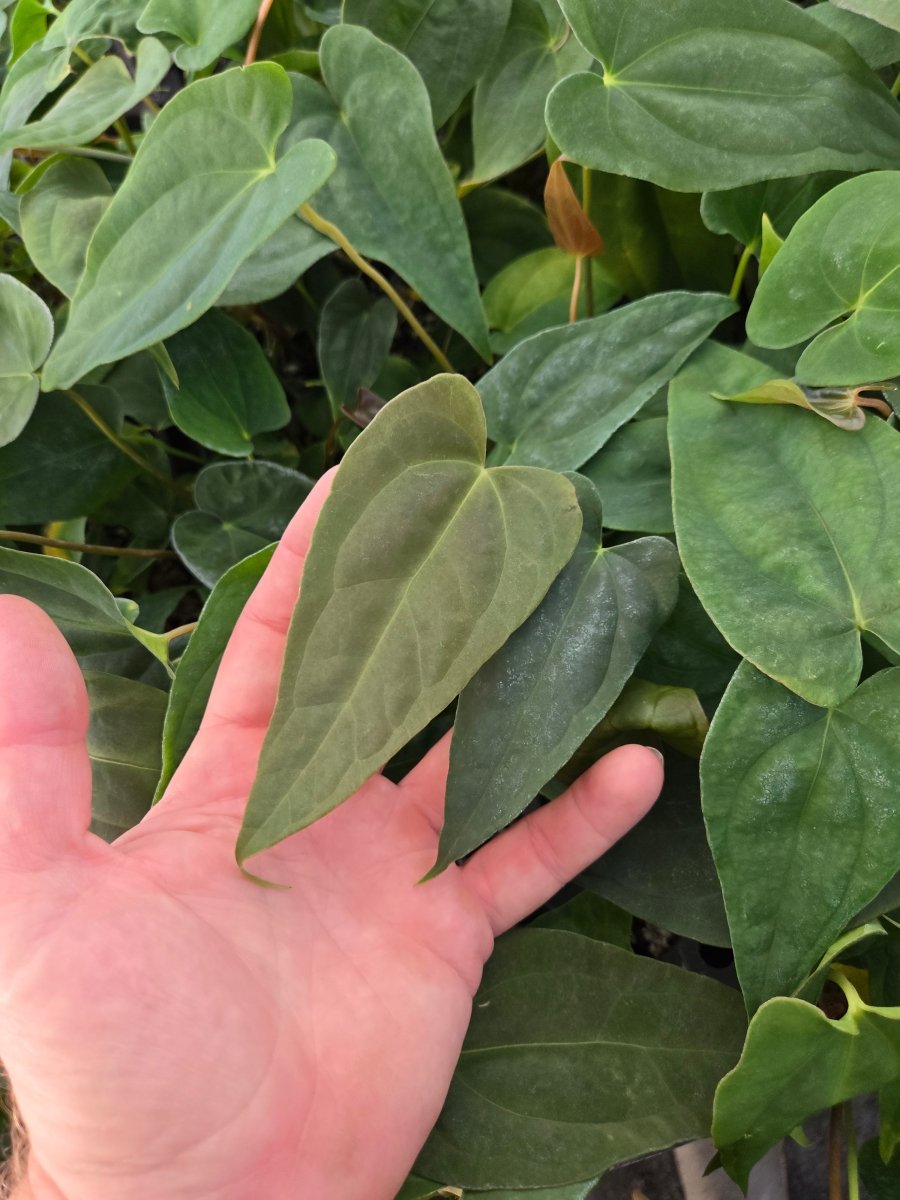 Anthurium Papillilaminum 'Nice Pap' #P8 x A. Portillae 'NSE Dewey Fisk Clone' (A48) (small) – seed-grown Anthurium hybrid see