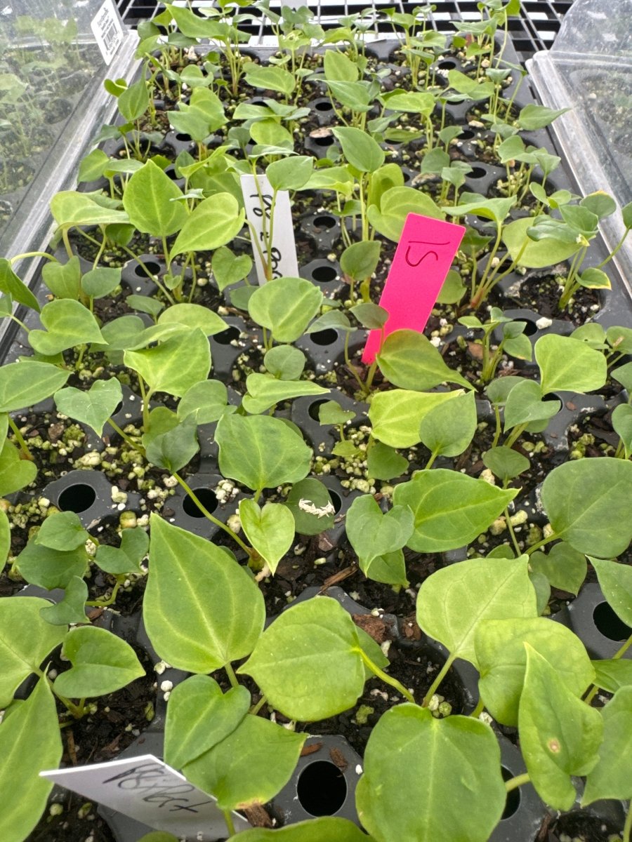 Anthurium Papillilaminum 'Nice Pap' P8 x A. Portillae 'NSE Dewey Fisk Clone' (A48) (small) (multi - pot) - Nice Plants Good Pots
