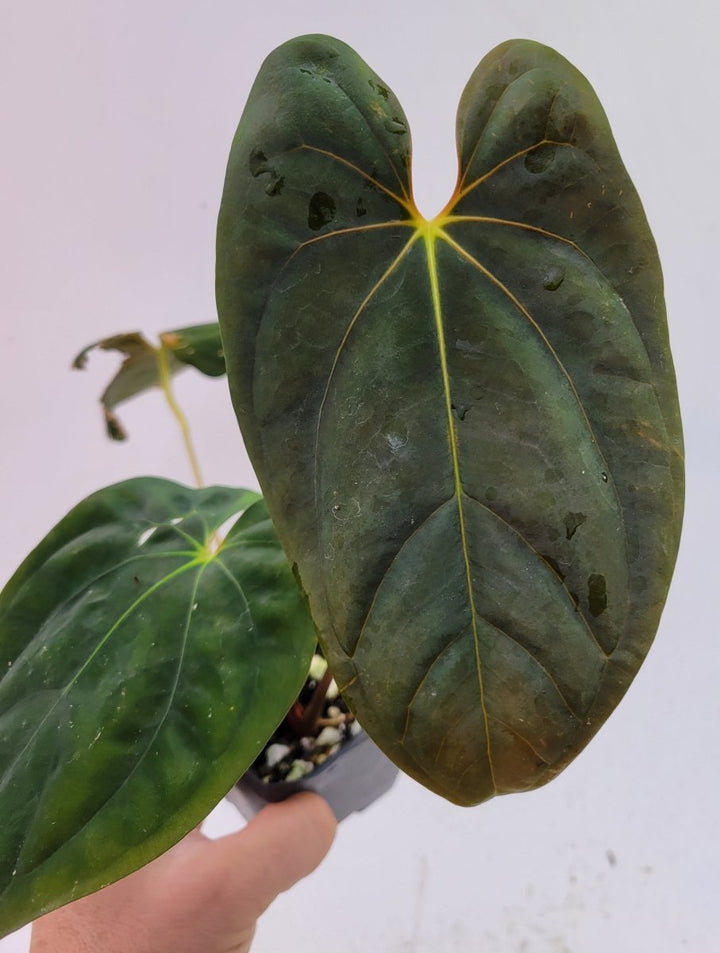 Anthurium Papillilaminum Orange Veins - Nice Plants Good Pots