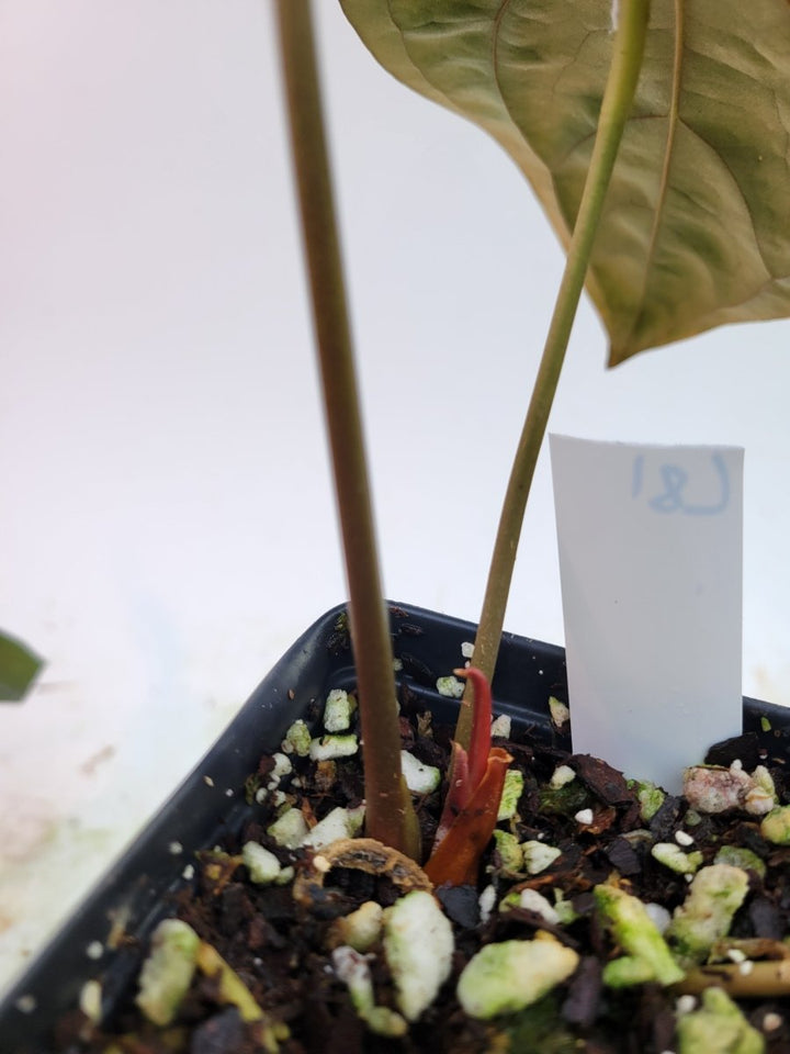 Anthurium Papillilaminum Orange Veins - Nice Plants Good Pots