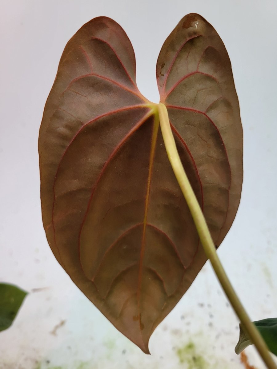 Anthurium Papillilaminum Orange Veins – Nice Plants Good Pots