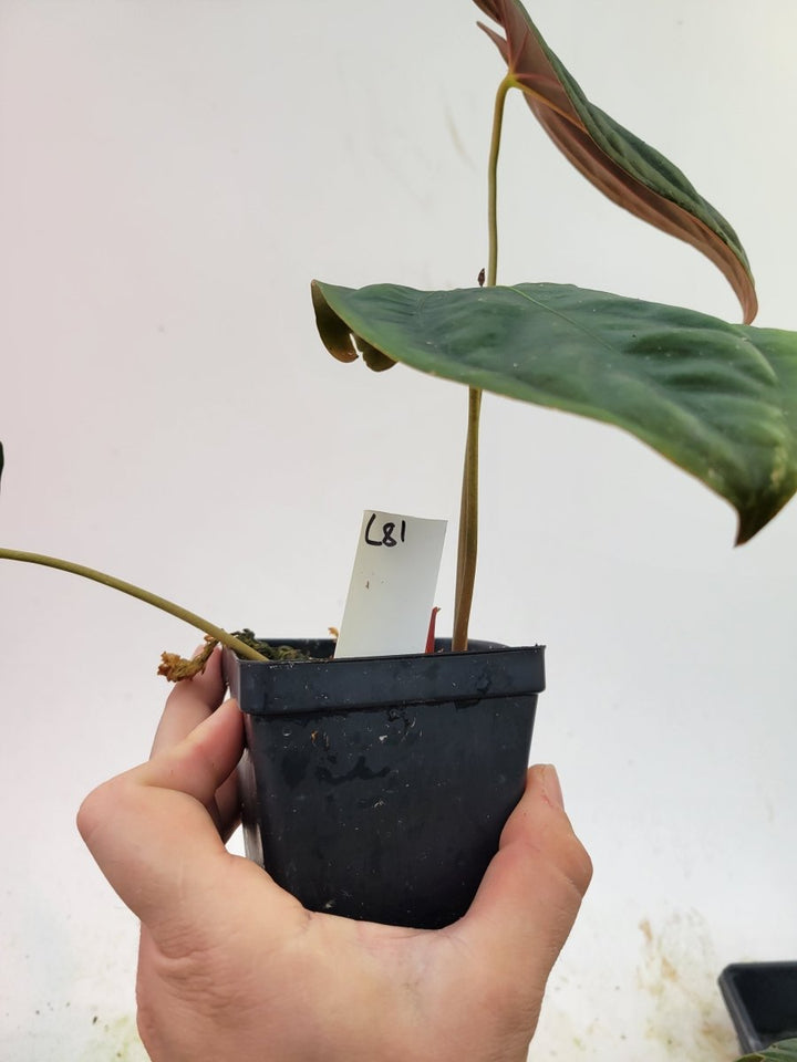 Anthurium Papillilaminum Orange Veins - Nice Plants Good Pots