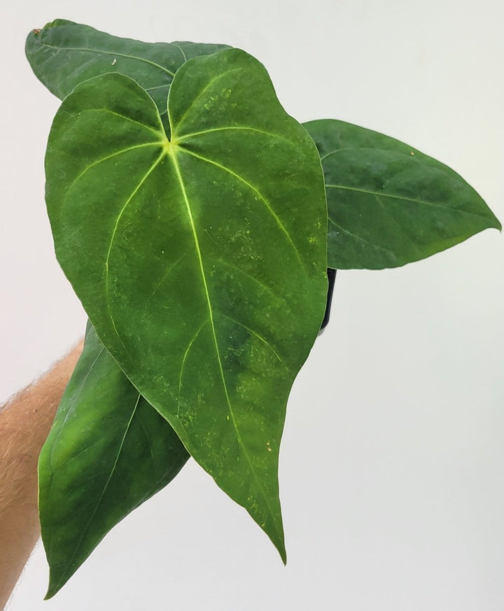 Anthurium Papillilaminum Ralph Lynam - Nice Plants Good Pots