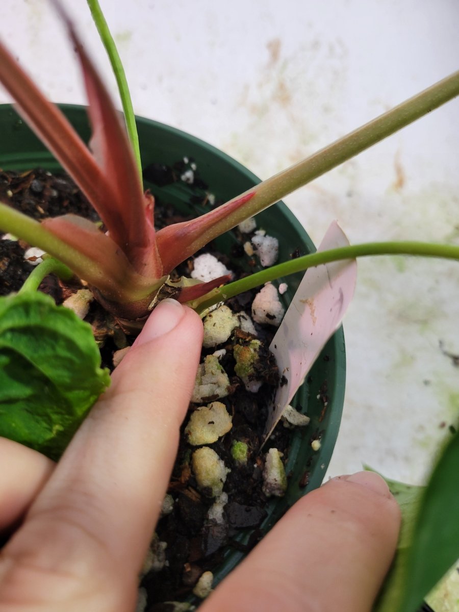 Anthurium Papillilaminum Ralph Lynam - Nice Plants Good Pots