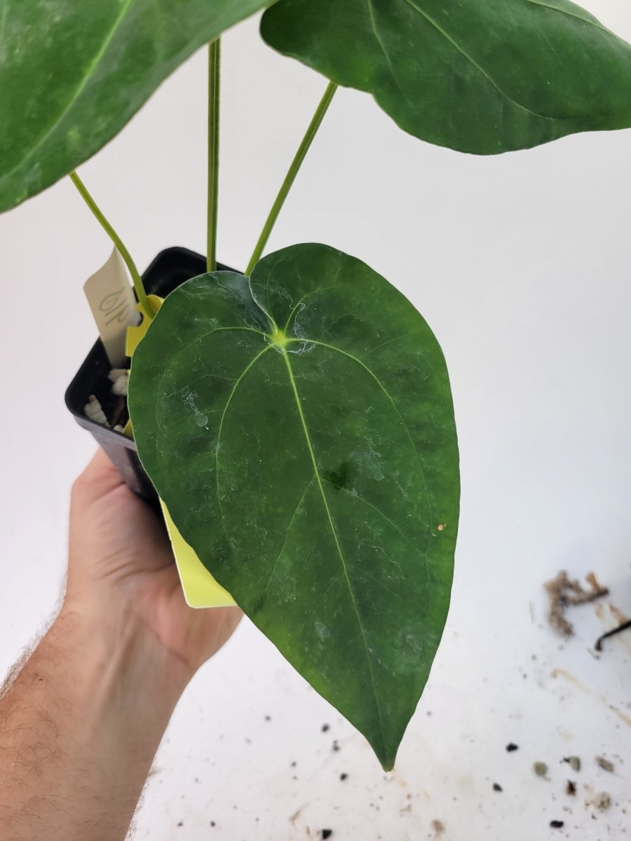 Anthurium Papillilaminum Ralph Lynam - Nice Plants Good Pots