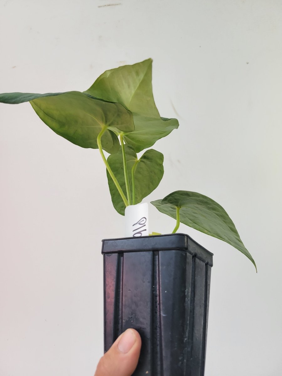 Anthurium Papillilaminum Ralph Lynam - Nice Plants Good Pots