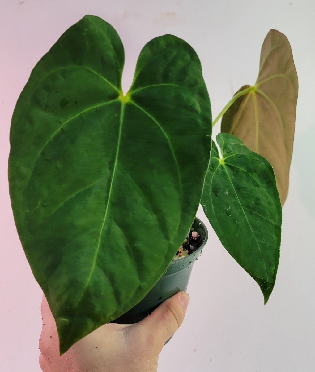 Anthurium Papillilaminum Ralph Lynam - Nice Plants Good Pots