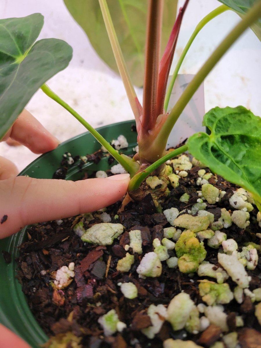 Anthurium Papillilaminum Ralph Lynam - Nice Plants Good Pots