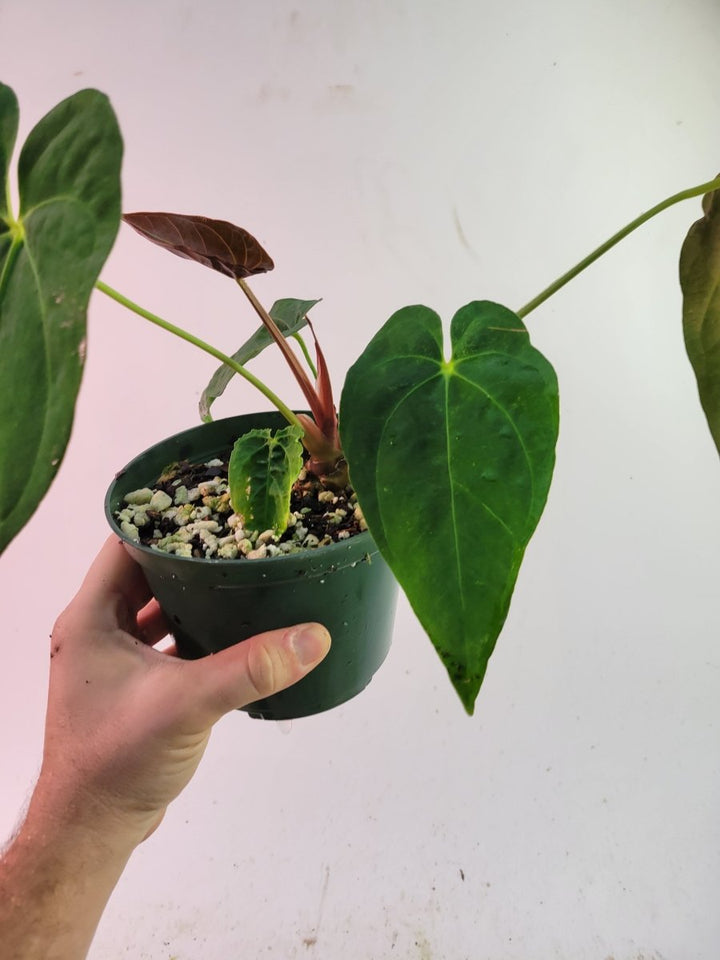 Anthurium Papillilaminum Ralph Lynam - Nice Plants Good Pots