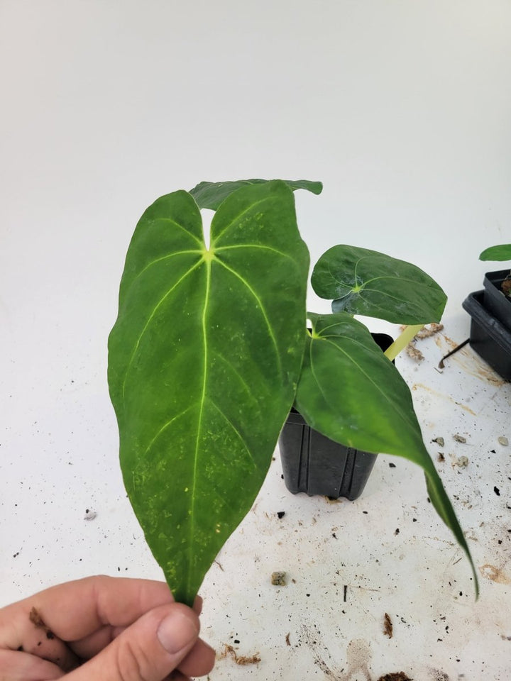 Anthurium Papillilaminum Ralph Lynam - Nice Plants Good Pots