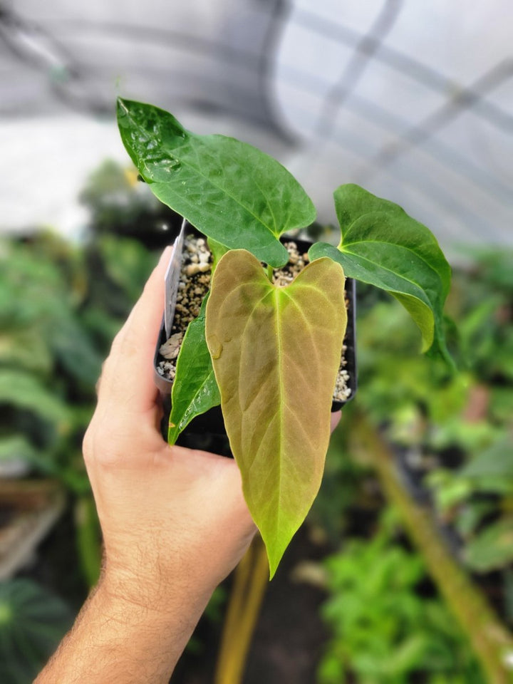 Anthurium Papillilaminum Ralph Lynam x Fort Sherman X Self #c3 - Nice Plants Good Pots