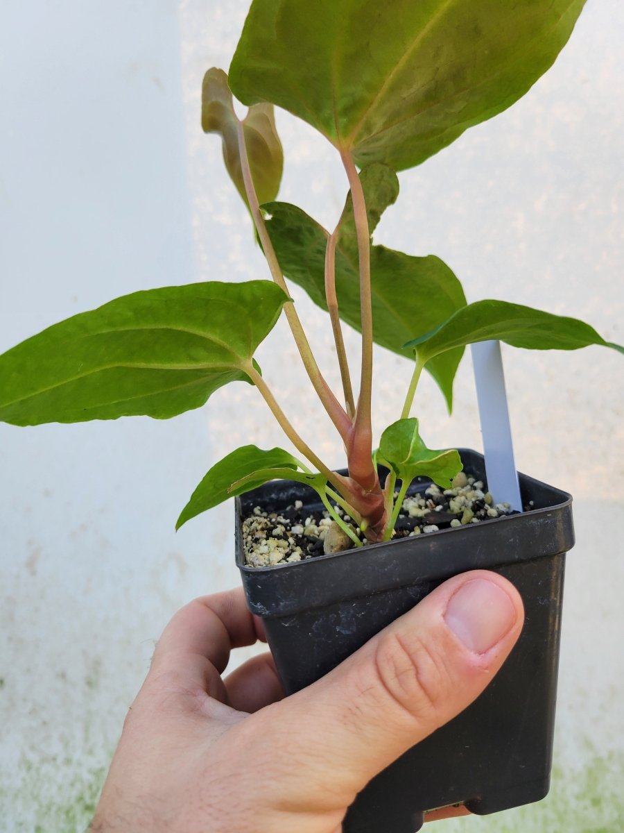 Anthurium Papillilaminum Ralph Lynam x Fort Sherman X Self #r1 - Nice Plants Good Pots