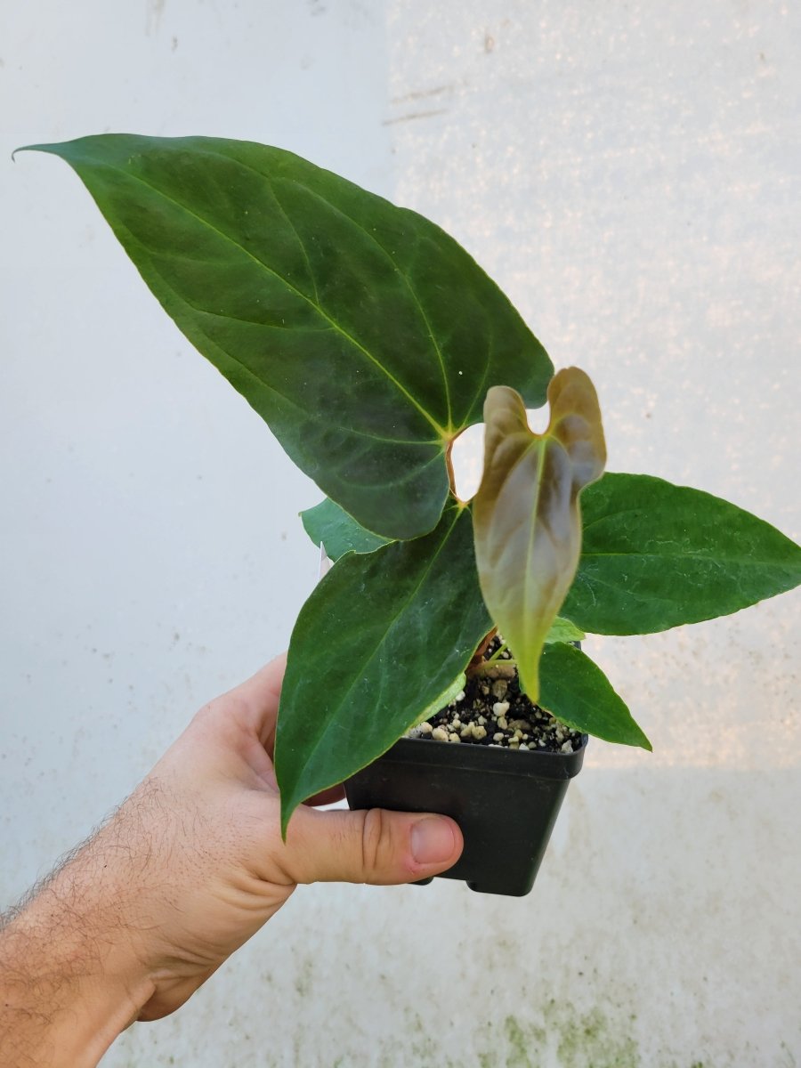 Anthurium Papillilaminum Ralph Lynam x Fort Sherman X Self #r1 - Nice Plants Good Pots