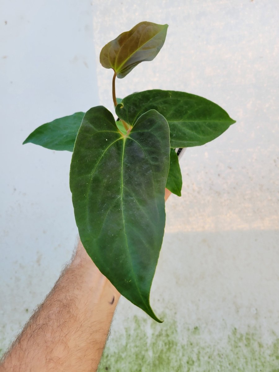 Anthurium Papillilaminum Ralph Lynam x Fort Sherman X Self #r1 - Nice Plants Good Pots