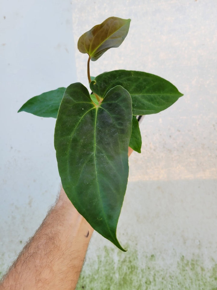 Anthurium Papillilaminum Ralph Lynam x Fort Sherman X Self #r1 - Nice Plants Good Pots