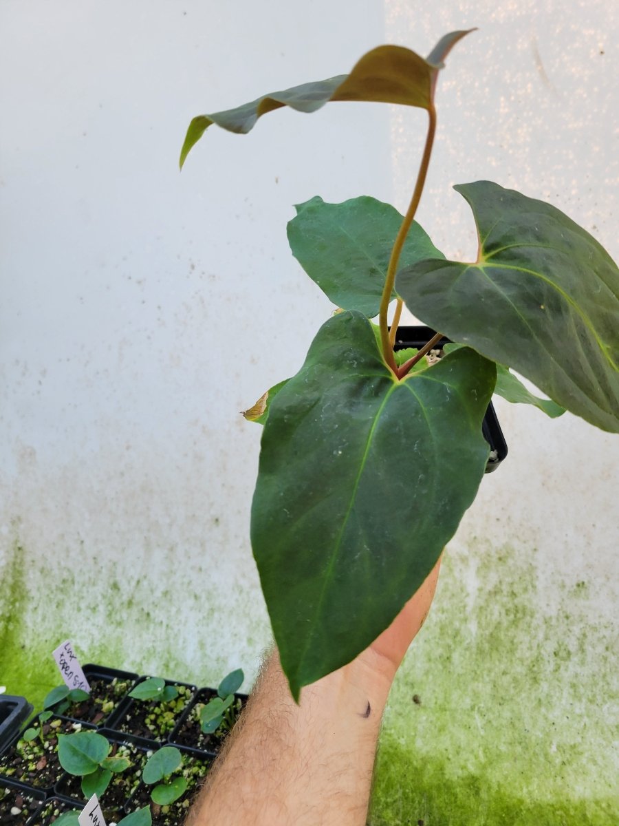 Anthurium Papillilaminum Ralph Lynam x Fort Sherman X Self #r2 - Nice Plants Good Pots