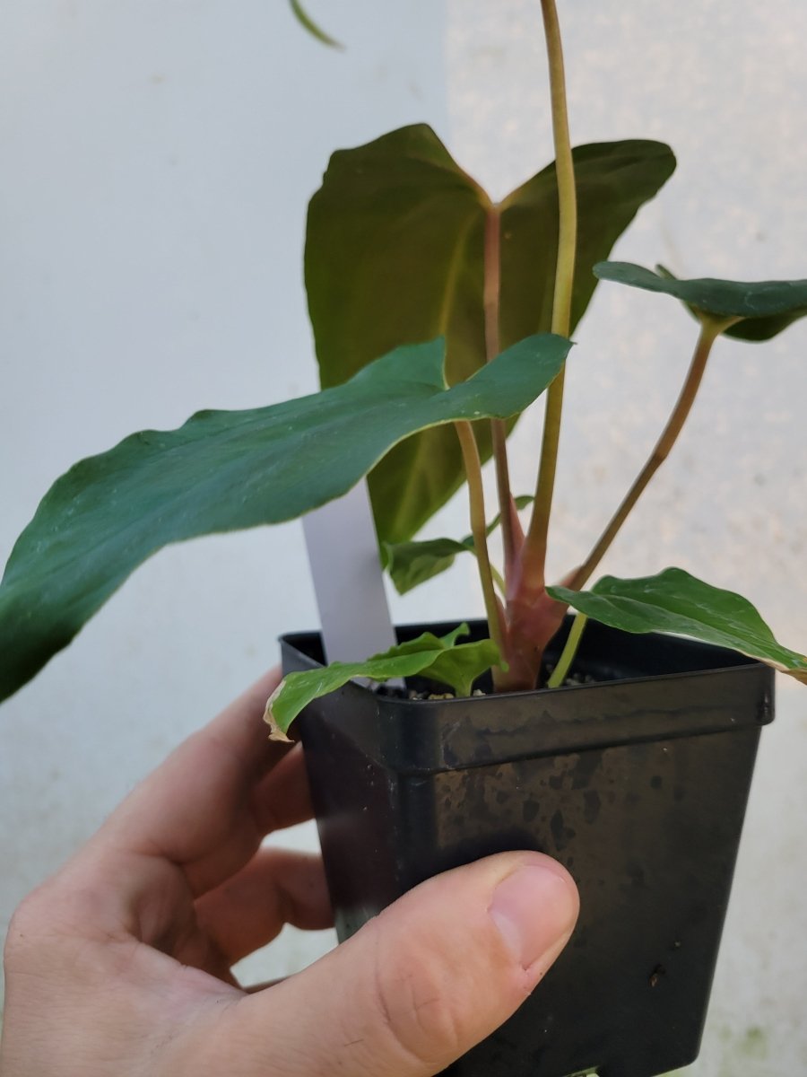 Anthurium Papillilaminum Ralph Lynam x Fort Sherman X Self #r2 - Nice Plants Good Pots