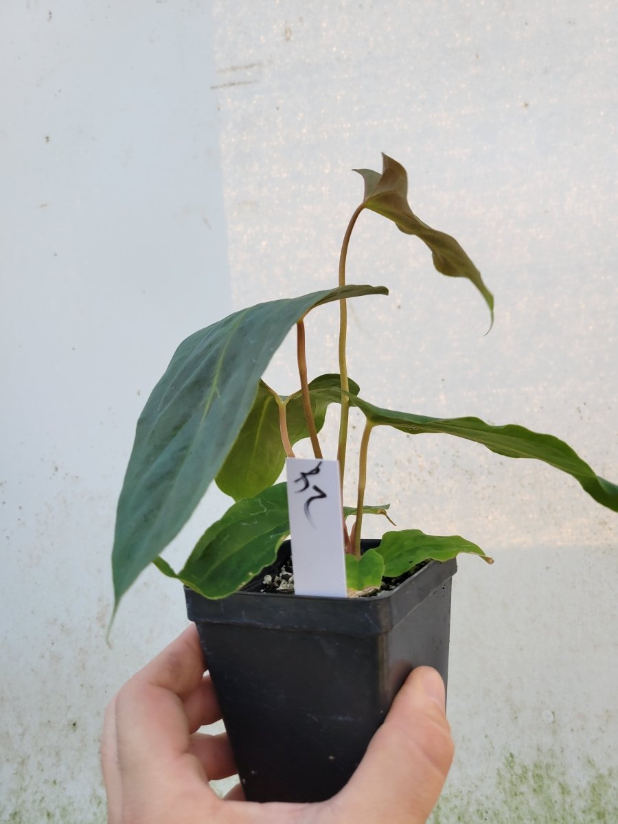 Anthurium Papillilaminum Ralph Lynam x Fort Sherman X Self #r2 - Nice Plants Good Pots