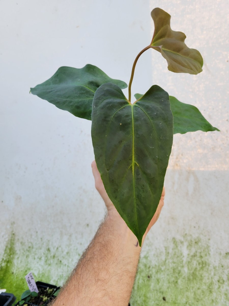 Anthurium Papillilaminum Ralph Lynam x Fort Sherman X Self #r2 - Nice Plants Good Pots