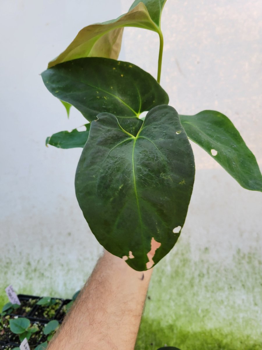 Anthurium Papillilaminum Ralph Lynam x Fort Sherman X Self #r4 - Nice Plants Good Pots