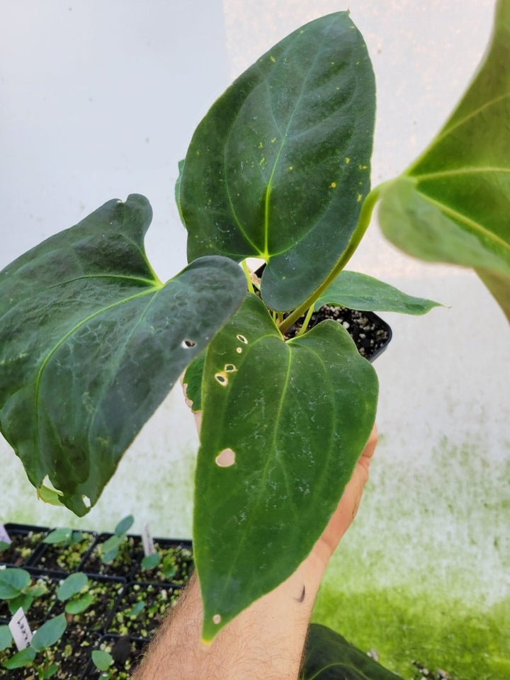 Anthurium Papillilaminum Ralph Lynam x Fort Sherman X Self #r4 - Nice Plants Good Pots