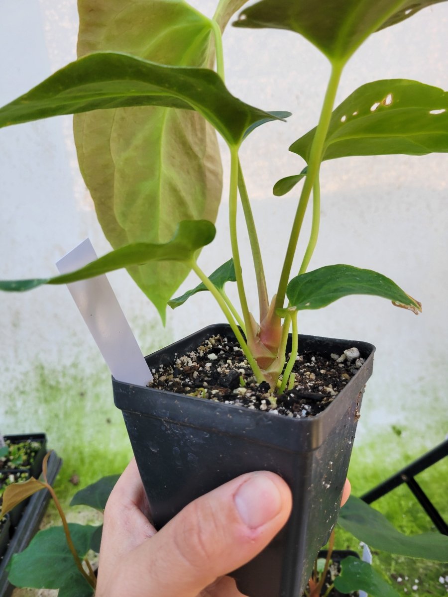 Anthurium Papillilaminum Ralph Lynam x Fort Sherman X Self #r4 - Nice Plants Good Pots