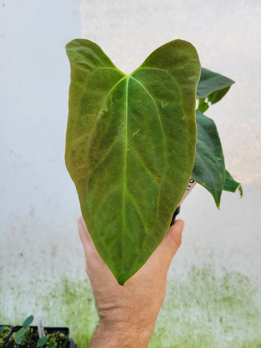 Anthurium Papillilaminum Ralph Lynam x Fort Sherman X Self #r4 - Nice Plants Good Pots