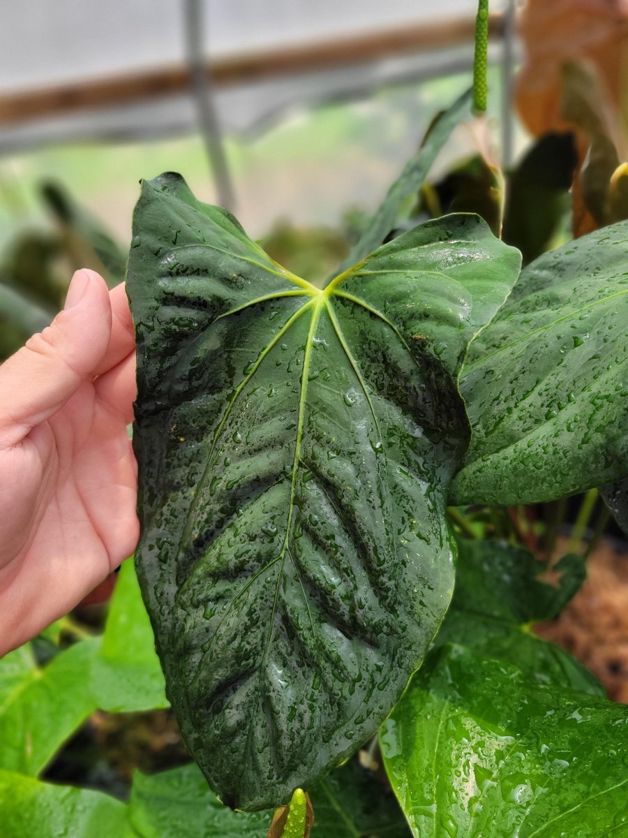 Anthurium Papillilaminum Ralph Lynam x Self - Nice Plants Good Pots