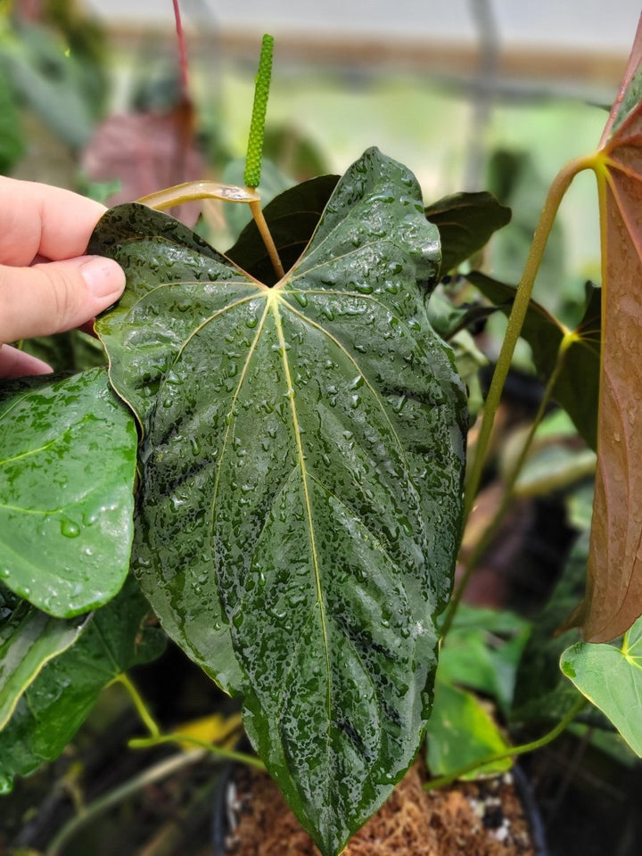 Anthurium Papillilaminum Ralph Lynam x Self - Nice Plants Good Pots