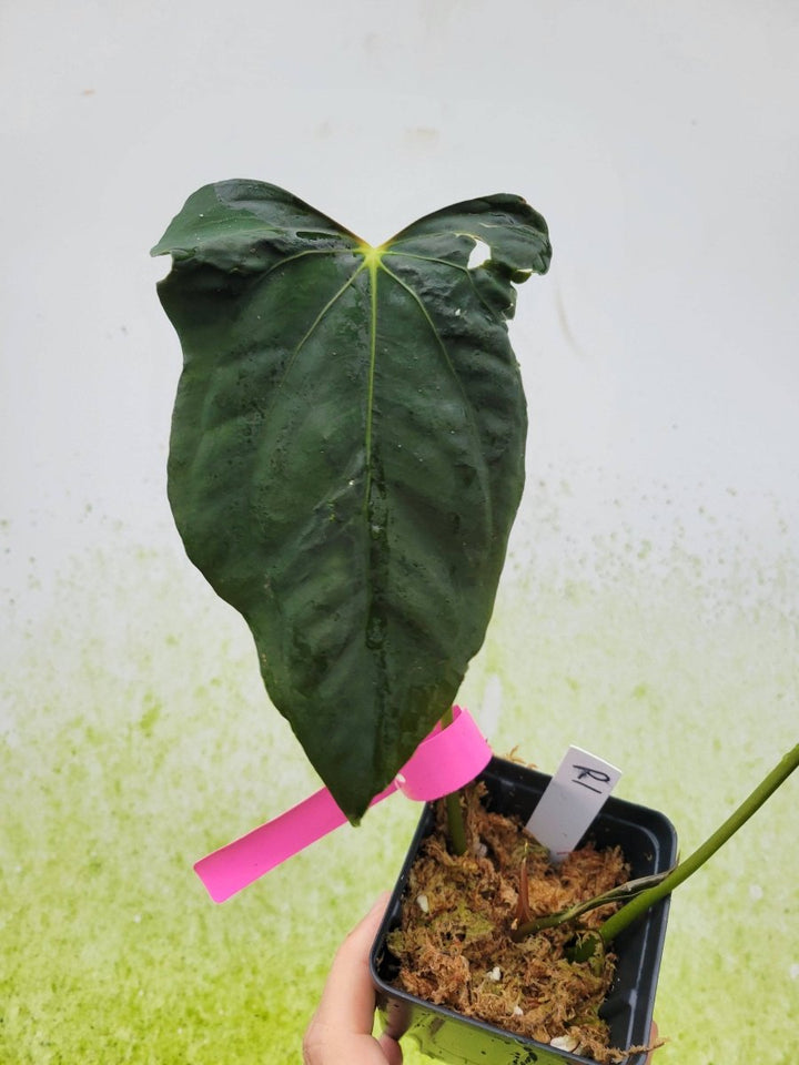 Anthurium Papillilaminum Ralph Lynam x Self - Nice Plants Good Pots