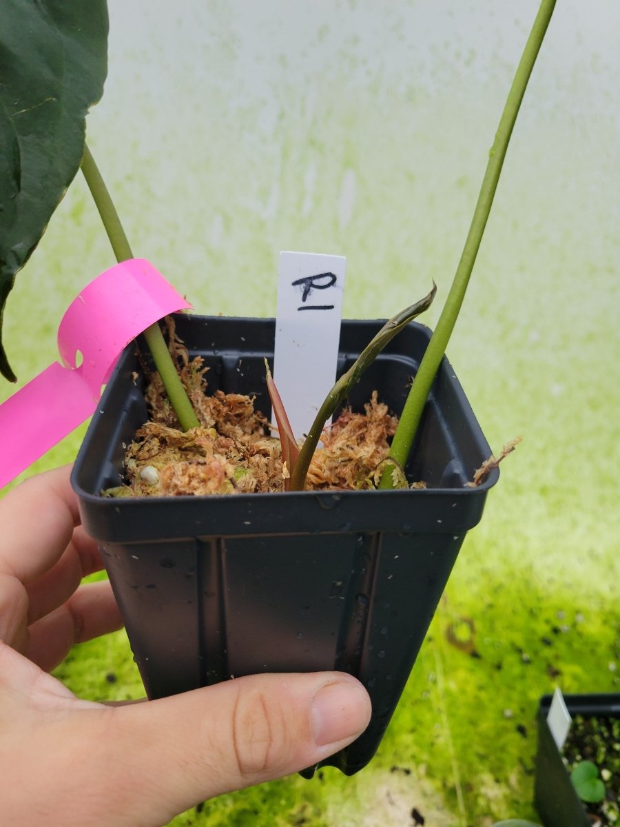 Anthurium Papillilaminum Ralph Lynam x Self - Nice Plants Good Pots