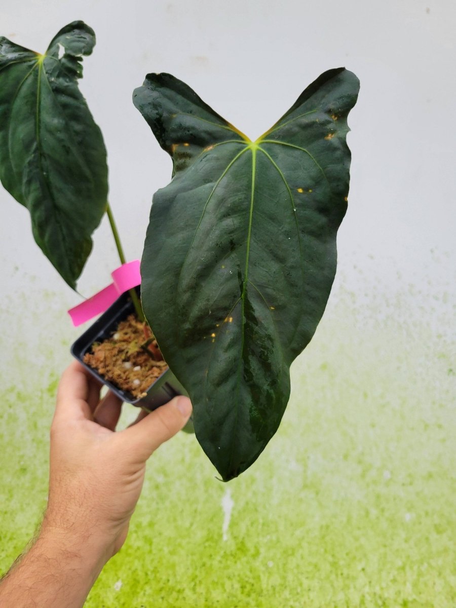 Anthurium Papillilaminum Ralph Lynam x Self - Nice Plants Good Pots