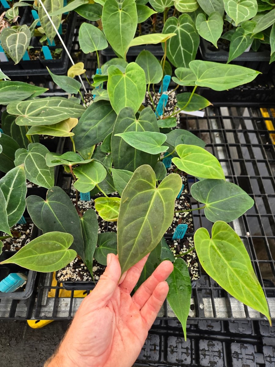 Anthurium (Papillilaminum 'Ree Gardens'/ A. Warocqueanum) x A