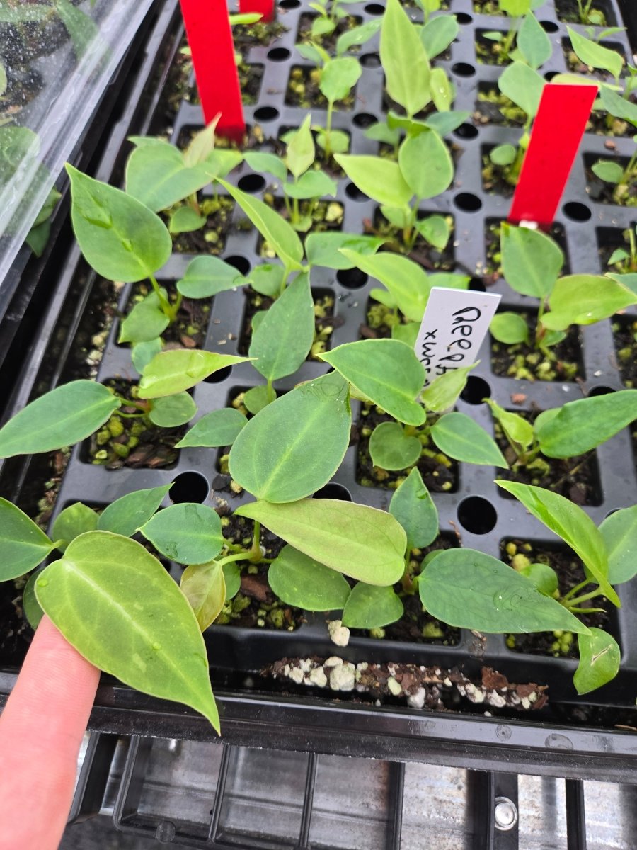 Anthurium (Papillilaminum 'Ree Gardens'/ A. Warocqueanum) x A. 'Rotundatum X' (A7) - Nice Plants Good Pots