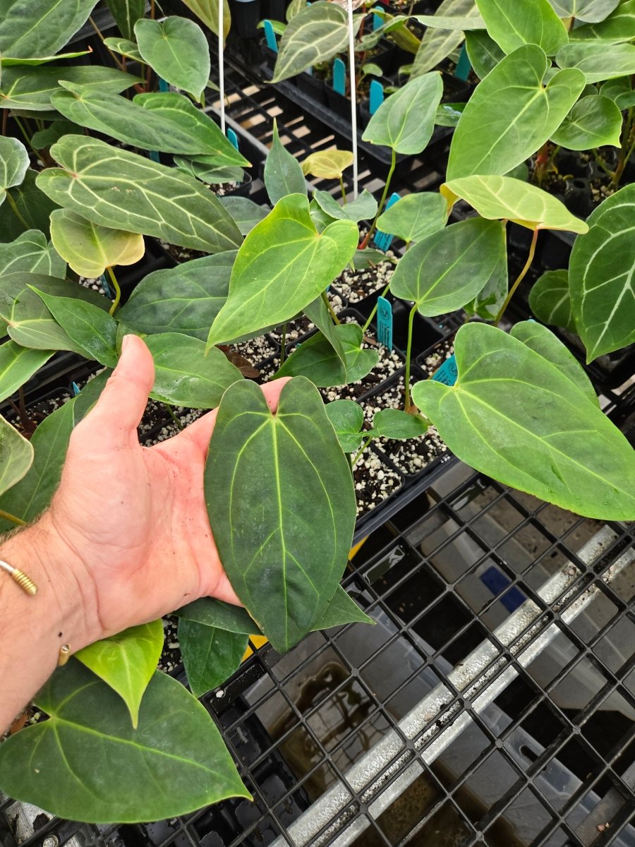 Anthurium (Papillilaminum 'Ree Gardens'/ A. Warocqueanum) x A. 'Rotundatum X' (A7) - Nice Plants Good Pots