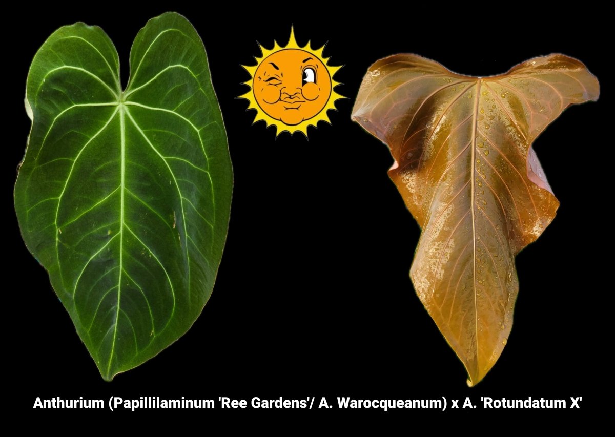 Anthurium (Papillilaminum 'Ree Gardens'/ A. Warocqueanum) x A. 'Rotundatum X' (A7) - Nice Plants Good Pots