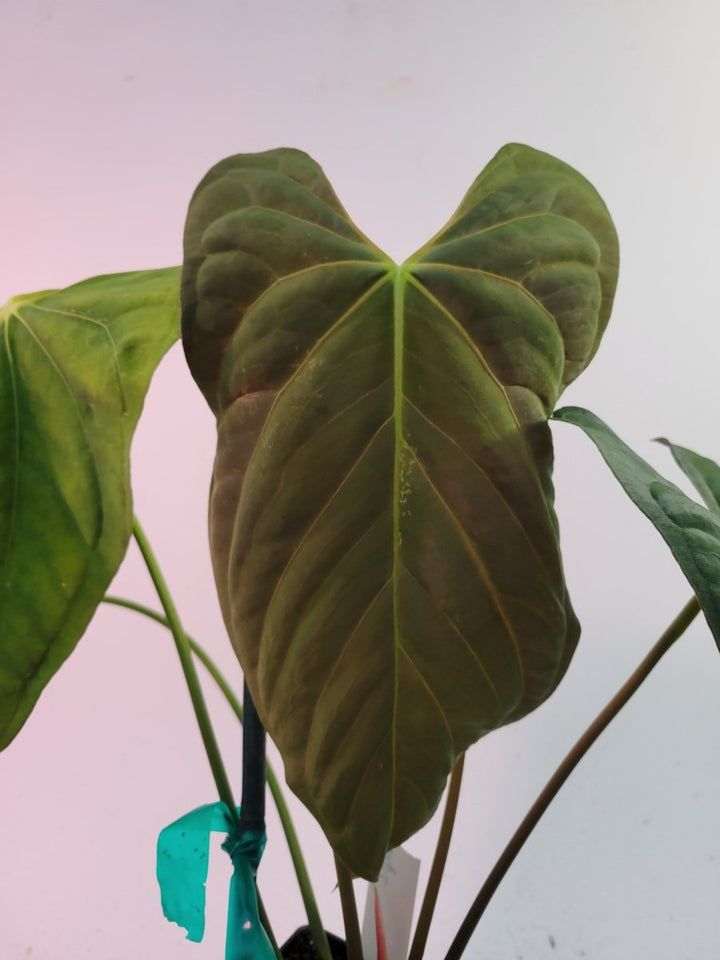 Anthurium Papillilaminum Ree Gardens Clone - Nice Plants Good Pots