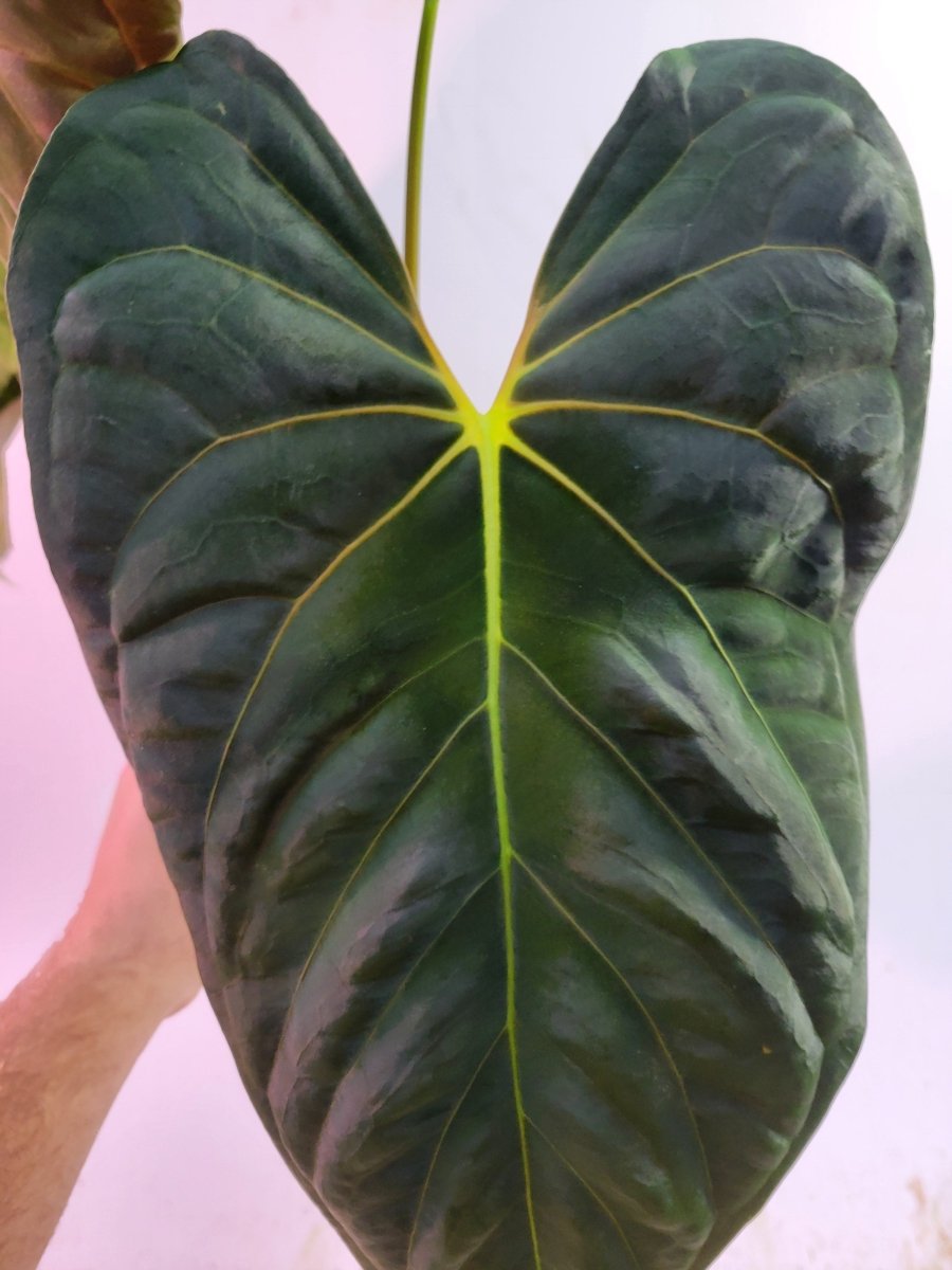 Anthurium Papillilaminum Ree Gardens Clone - Nice Plants Good Pots