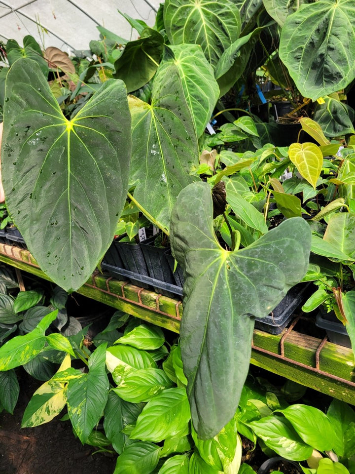 Anthurium Papillilaminum Ree Gardens Clone - Nice Plants Good Pots