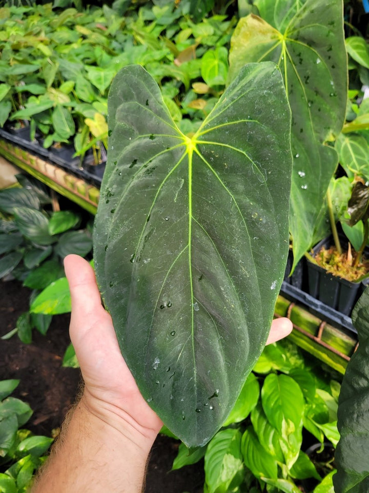 Anthurium Papillilaminum Ree Gardens Clone - Nice Plants Good Pots