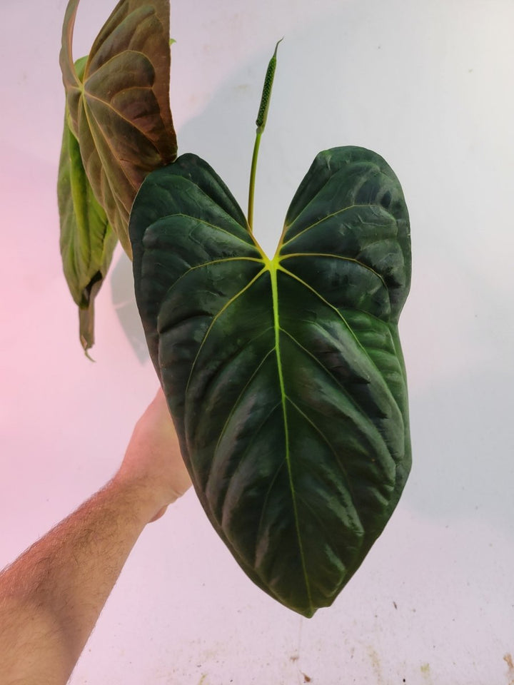 Anthurium Papillilaminum Ree Gardens Clone - Nice Plants Good Pots