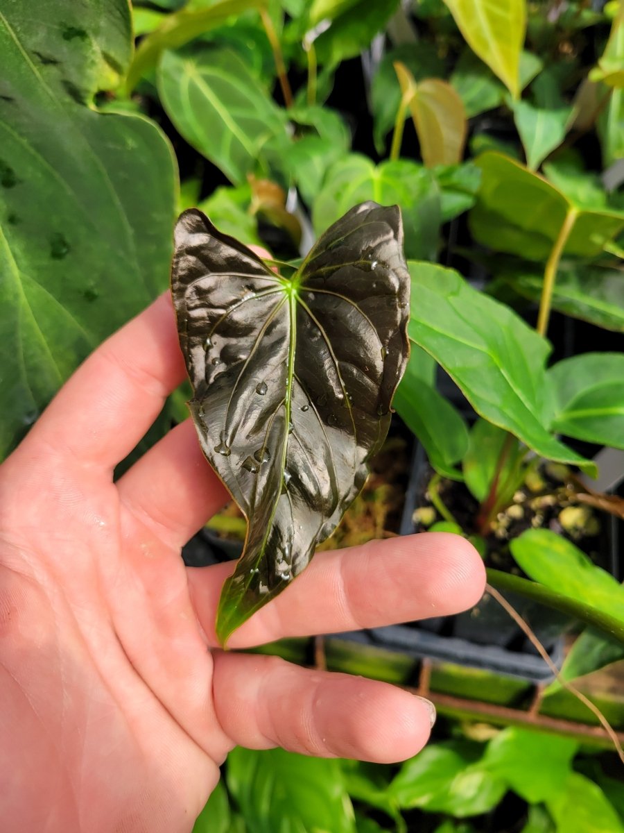 Anthurium Papillilaminum Ree Gardens Clone - Nice Plants Good Pots