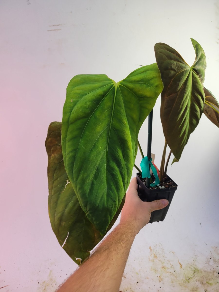 Anthurium Papillilaminum Ree Gardens Clone - Nice Plants Good Pots